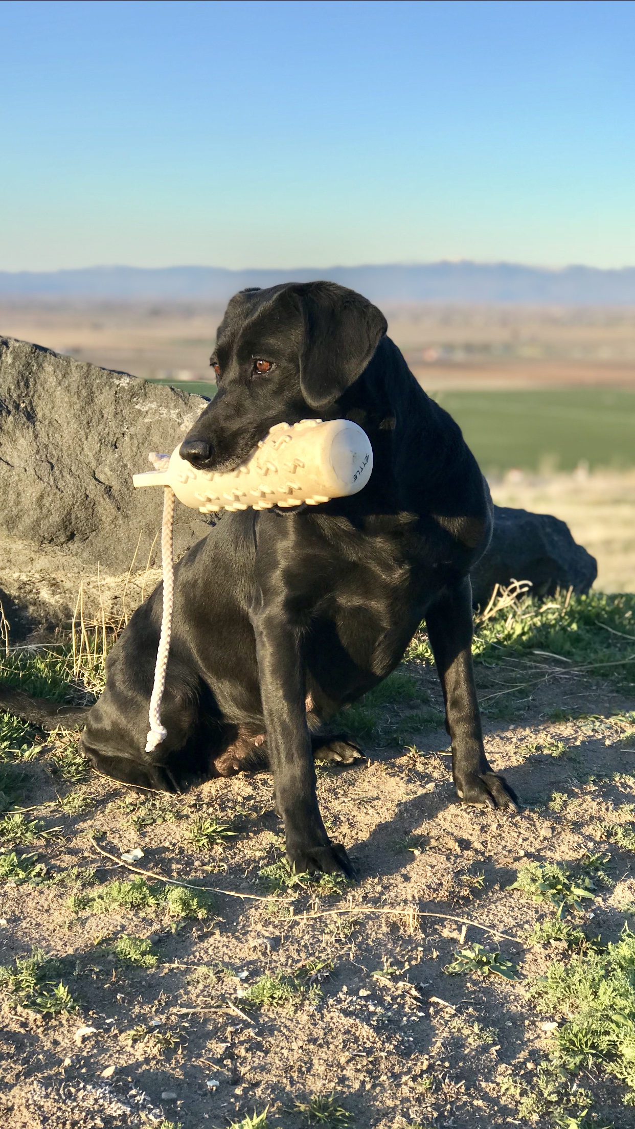 Black Diamond Cowgirl JH | Black Labrador Retriver