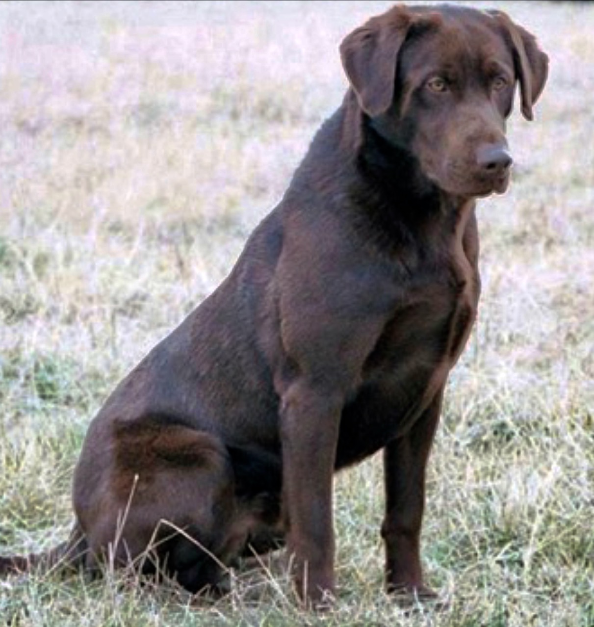 Ryder's Bull Rush QAA | Chocolate Labrador Retriver