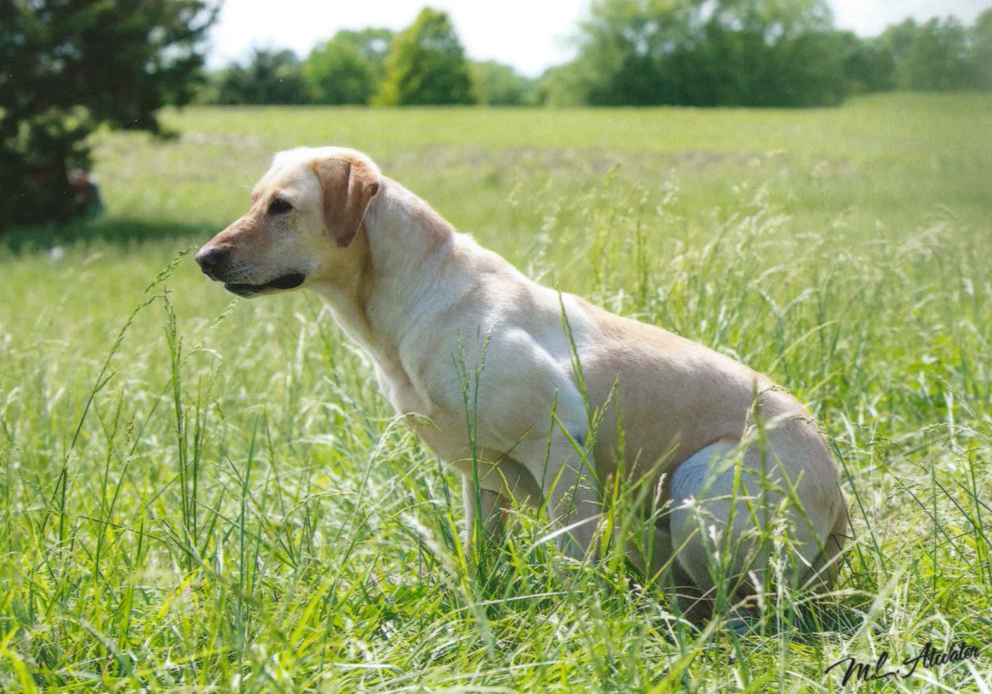 Grady's Southern Dream Girl Mardi Gras MH26 QAA | Yellow Labrador Retriver