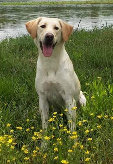 SHR Driftwood's Makin Waves | Yellow Labrador Retriver