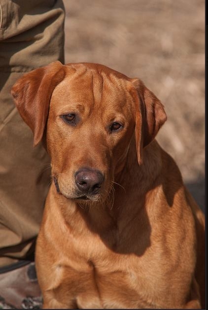 HRCH  UH Adonai's Power Thru Ezra MH, CGC | Yellow Labrador Retriver