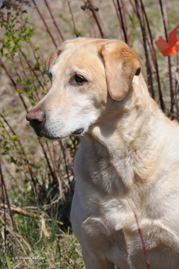 Timber Town Turn Me Loose VCD2 UD RE MH38 | Yellow Labrador Retriver