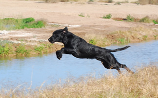 Tiger's Currahee Trooper  SAR-U1 | Black Labrador Retriver