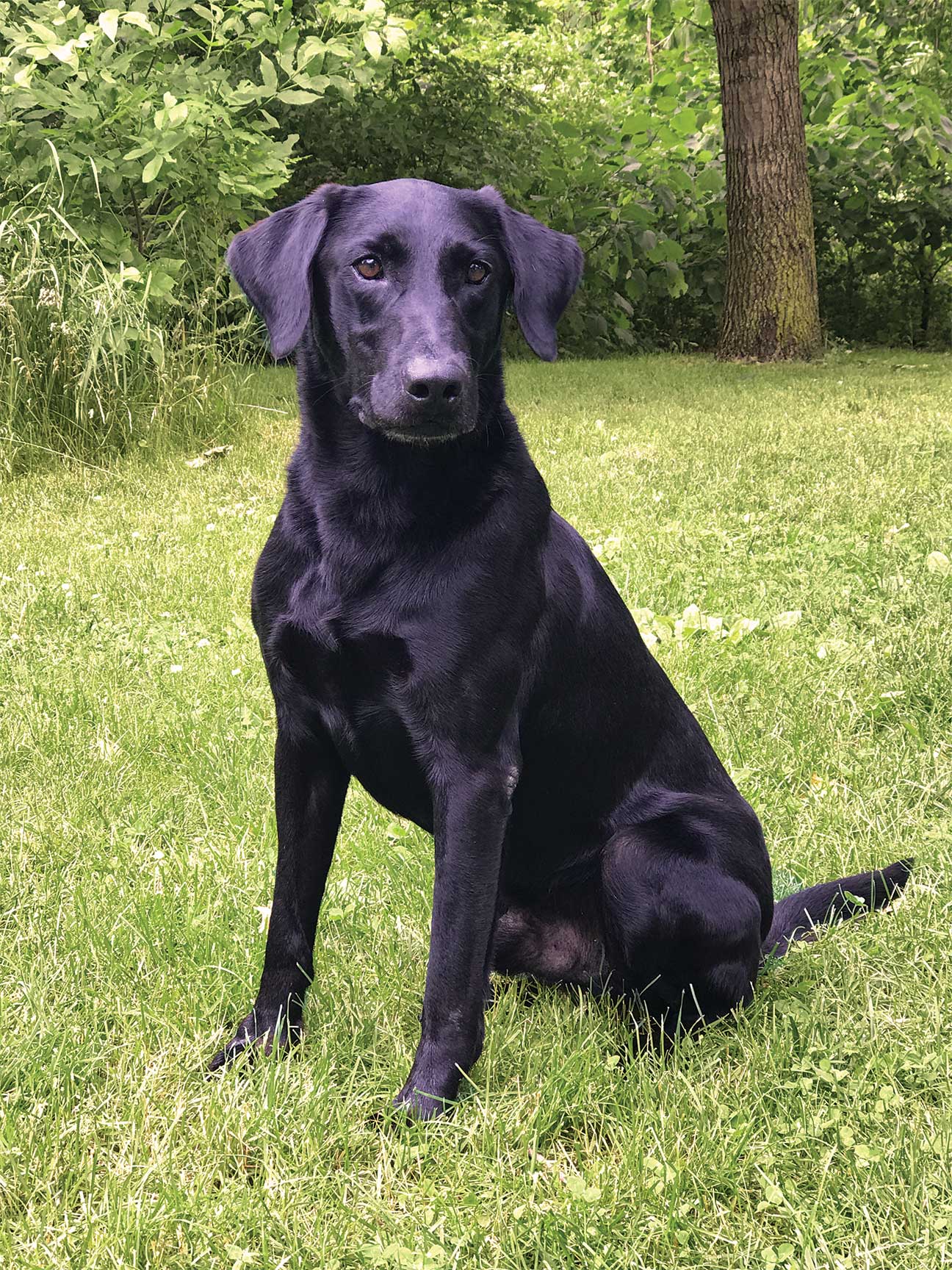 FC AFC  Knockout Punch II | Black Labrador Retriver