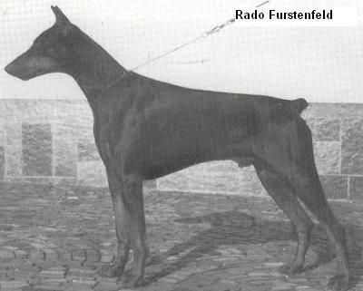 Rado v. Fürstenfeld | Black Doberman Pinscher