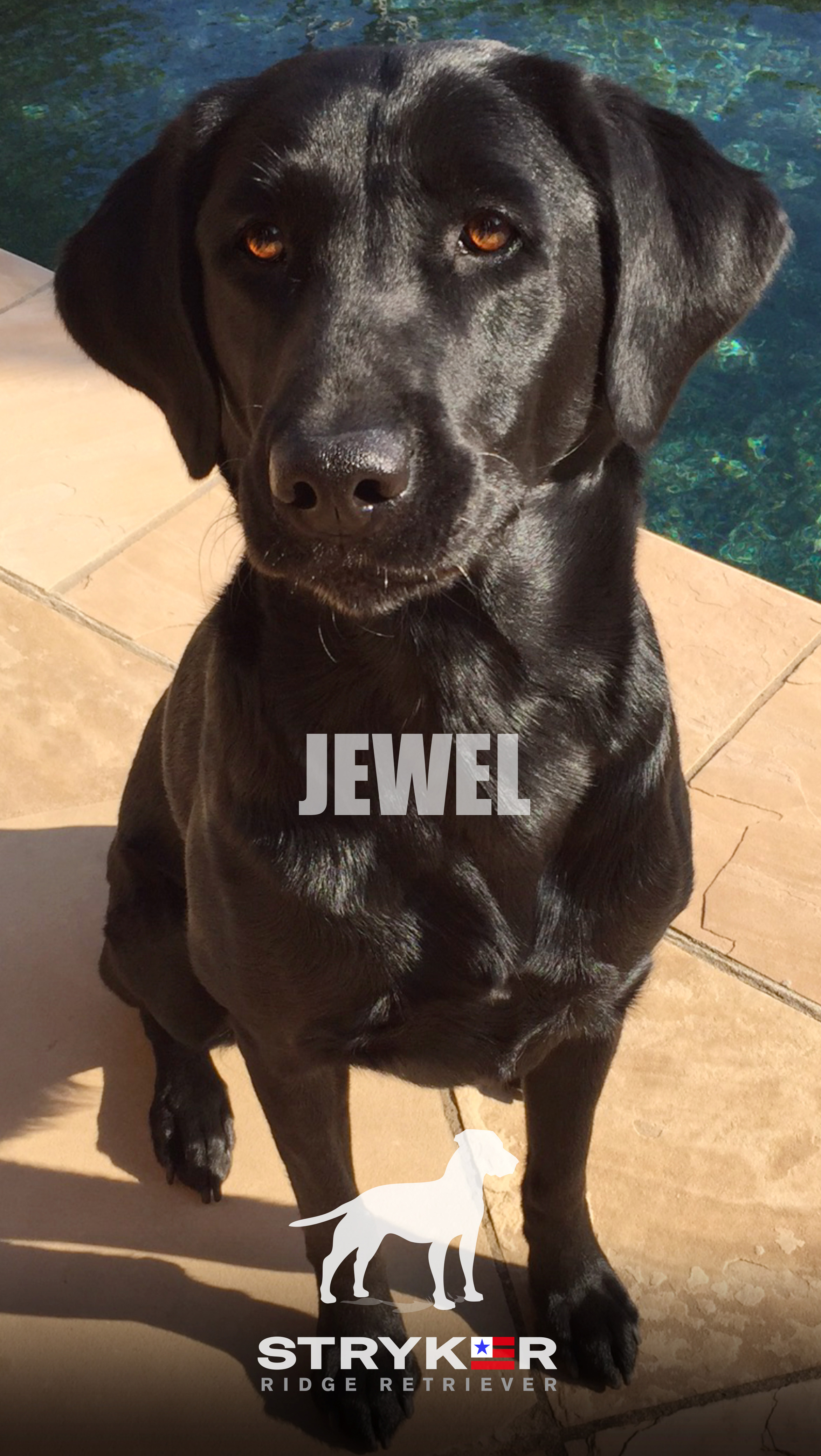 Five Carat Black Diamond, SH | Black Labrador Retriver