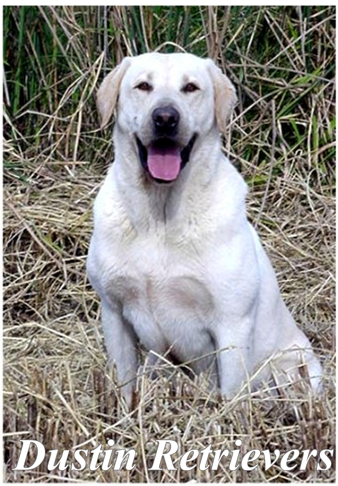 Black Swamp's Intimidator SH | Yellow Labrador Retriver