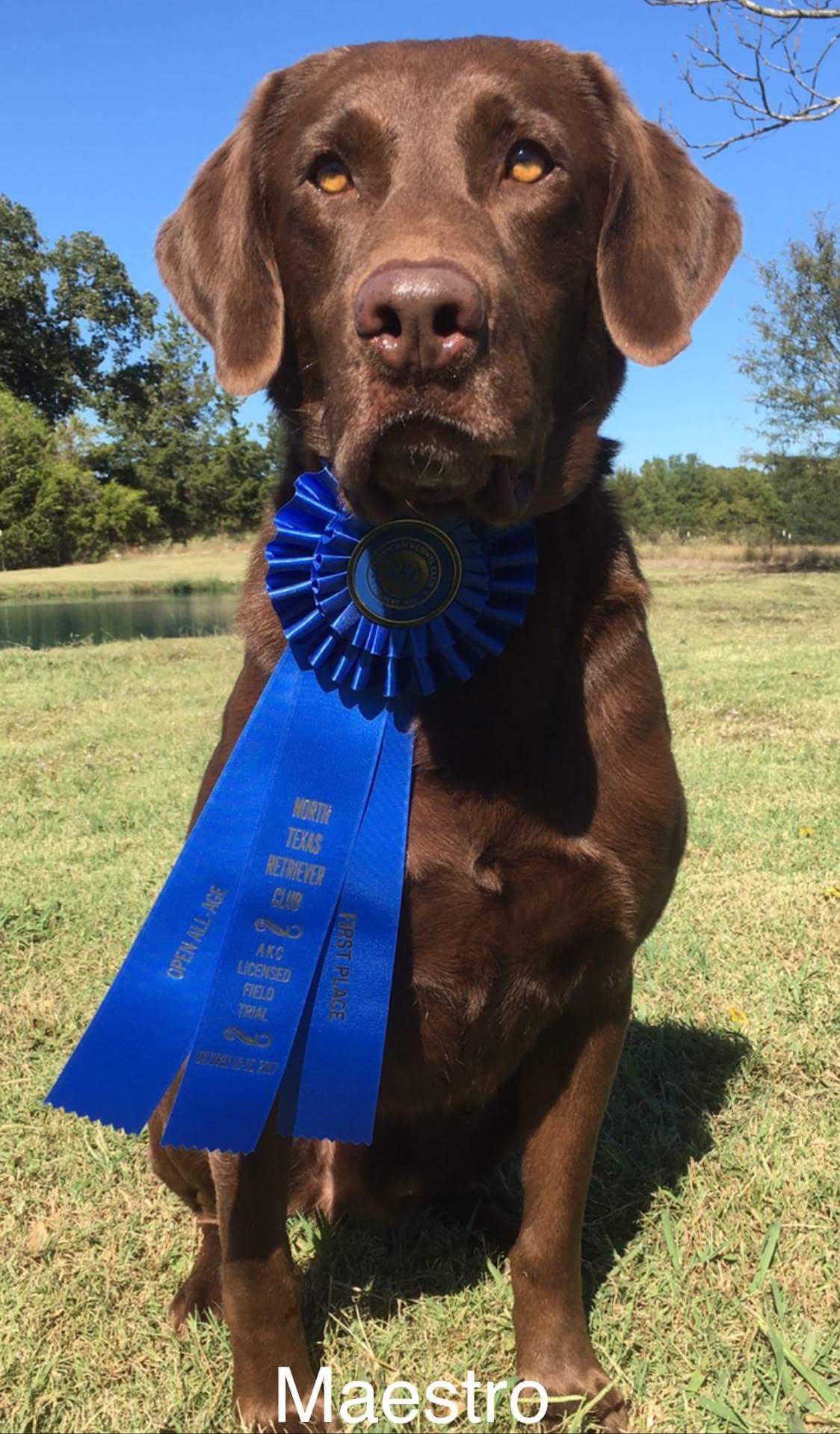 FC GRHRCH  WBF’s Man On The Stand QA2 MH | Chocolate Labrador Retriver