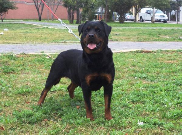 Unika Von Hans | Rottweiler 