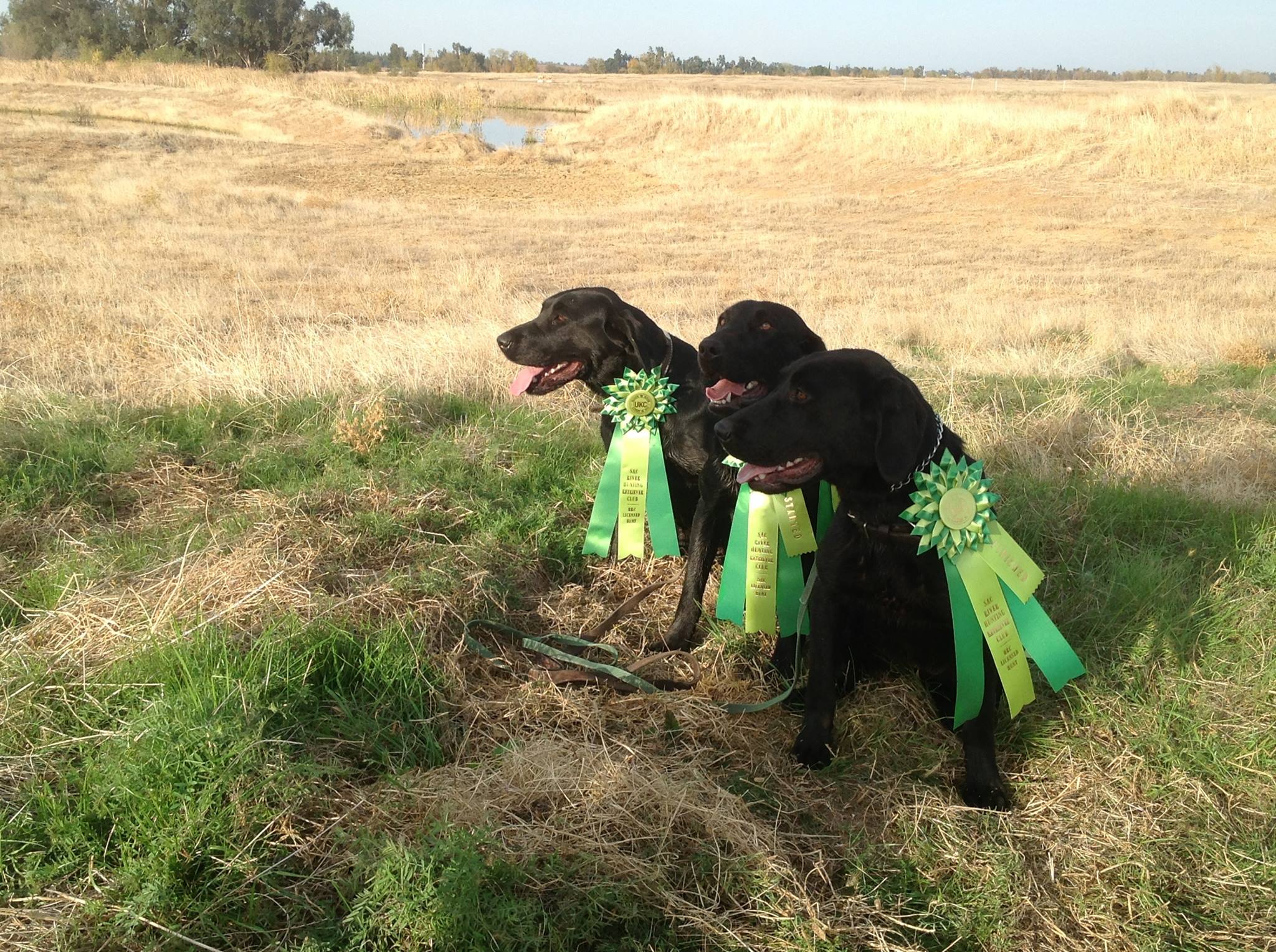 MHR HRCH Storm's Lakota-Roux Griggs MH | Black Labrador Retriver