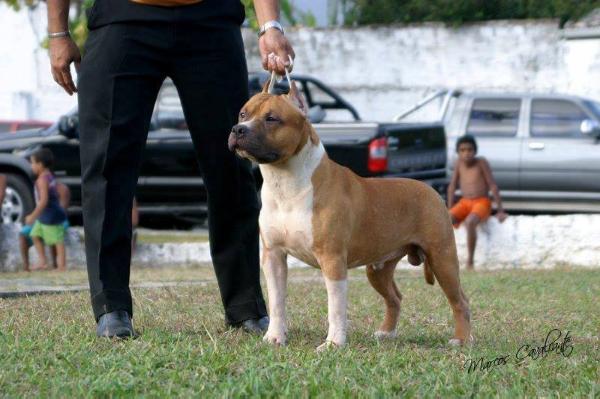 Truck MF do Bug Wailler | American Staffordshire Terrier 