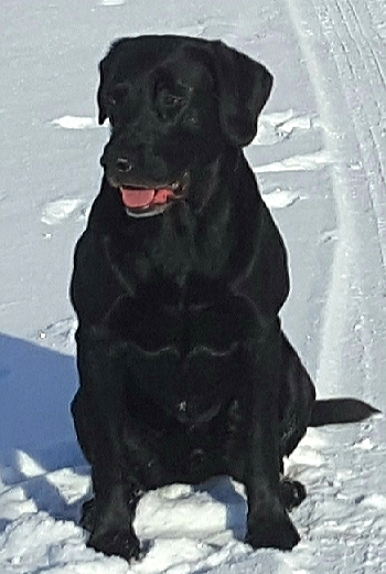 Thundern' Buck's Wilderness Woody MH | Black Labrador Retriver