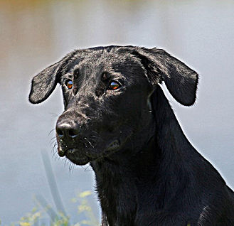 God's Midnight Prayer Riley MH | Black Labrador Retriver