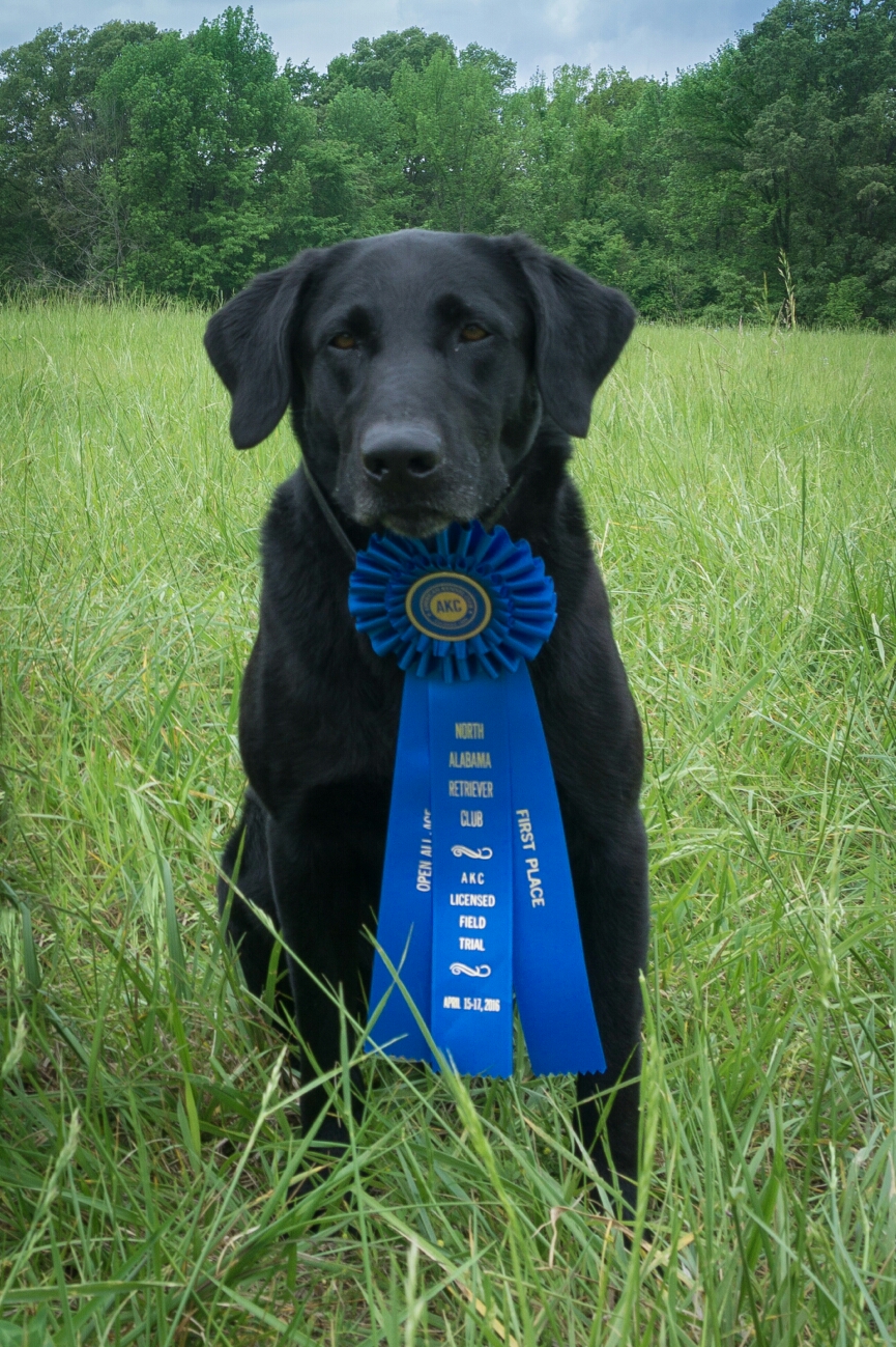 FC AFC Summit's Country Roads Take Me Home JH | Black Labrador Retriver