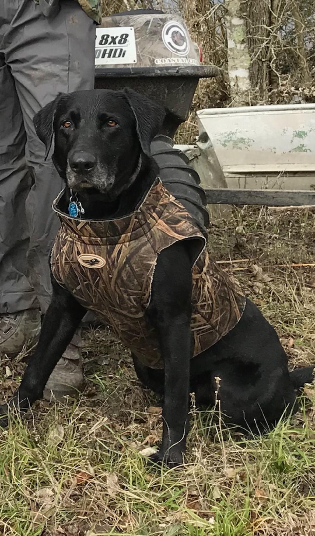 HRCH Bayou Petite Anse's High Tide | Black Labrador Retriver