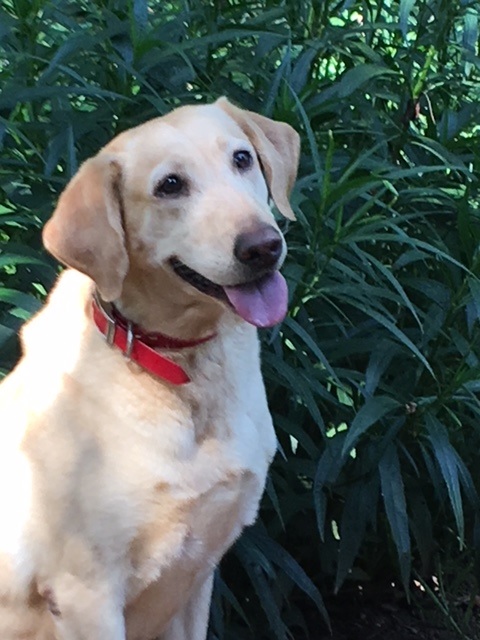 Bear Country Jewel Of The Desert MH | Yellow Labrador Retriver