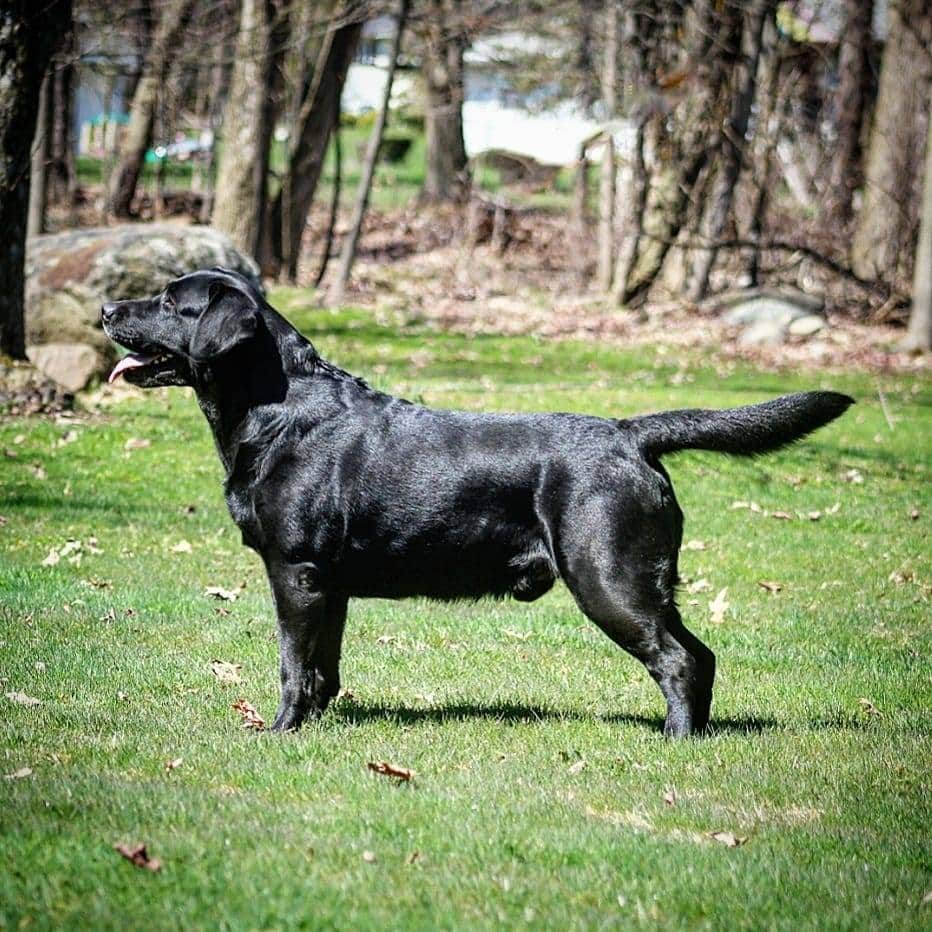 Int CH U-CH Newlander's Klassic Axel Breaker CA CGCA CGCU | Black Labrador Retriver