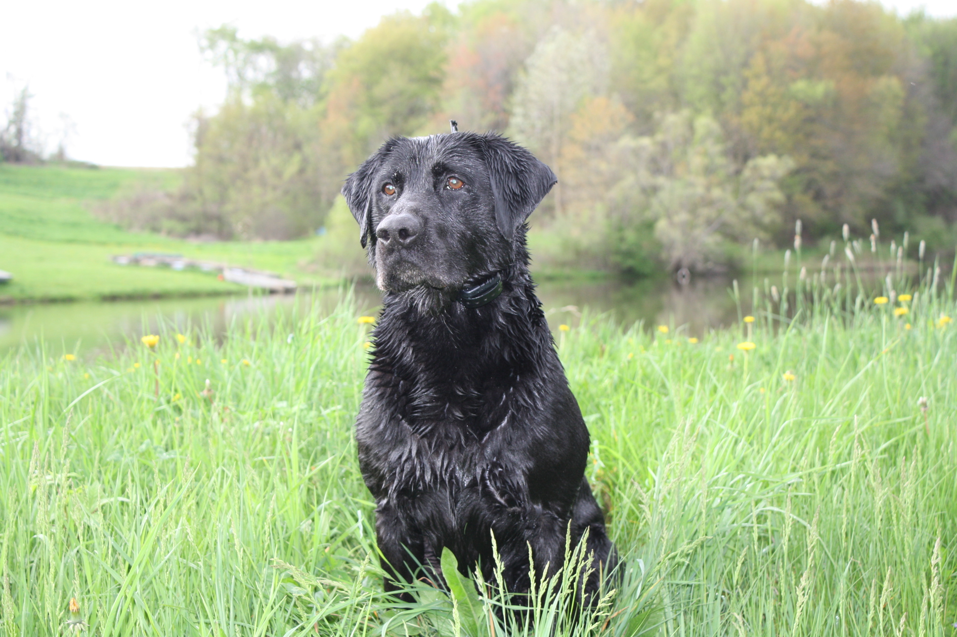 Hardy Lake's Drake | Black Labrador Retriver