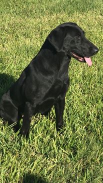 GRHRCH UH Hammerin' Rayne MH | Black Labrador Retriver