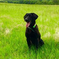 HRCH Breeze Hill's Ziva Got With A Legend | Black Labrador Retriver