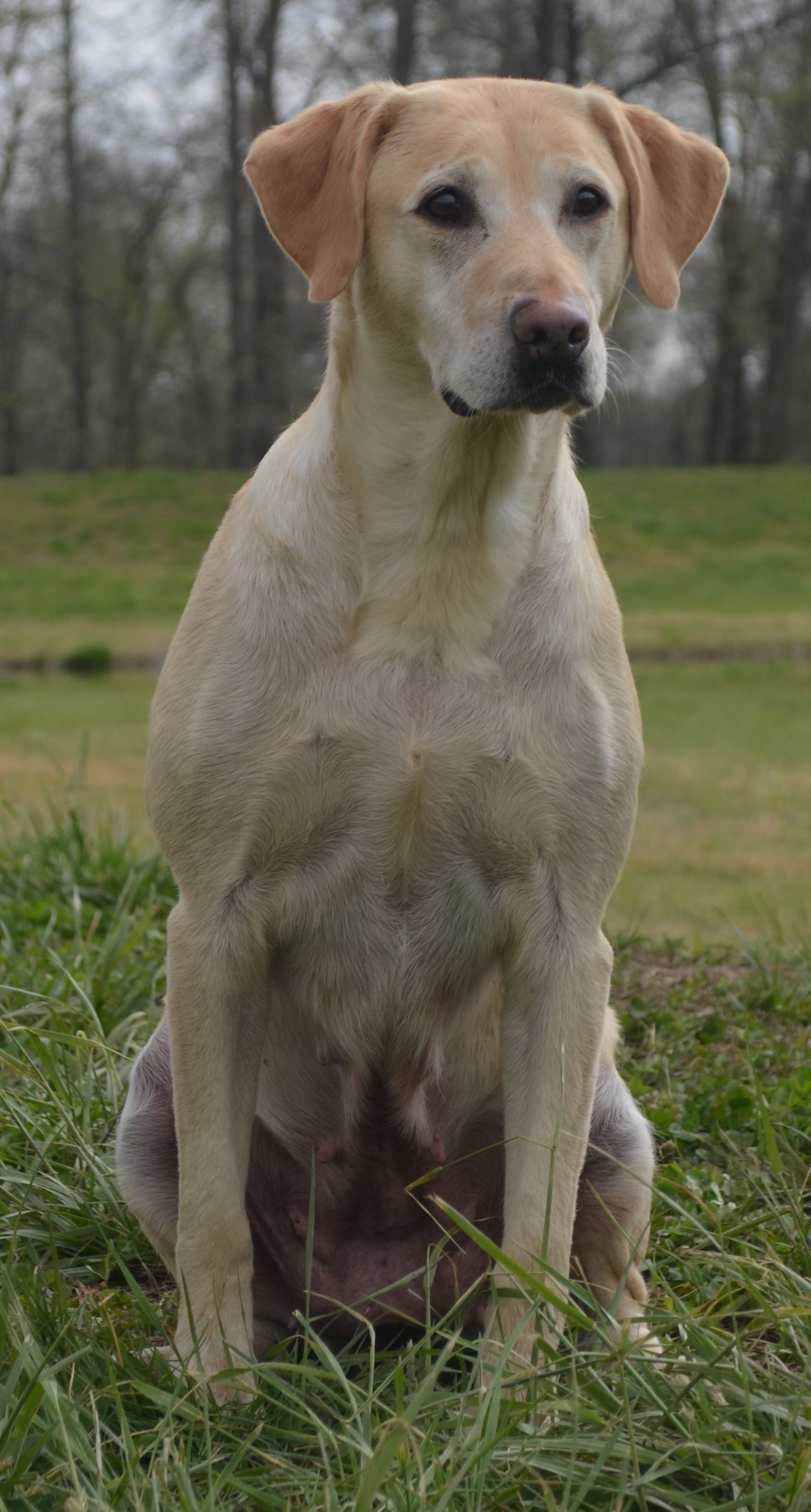 HRCH UH FR's Homemade Hooch MH | Yellow Labrador Retriver