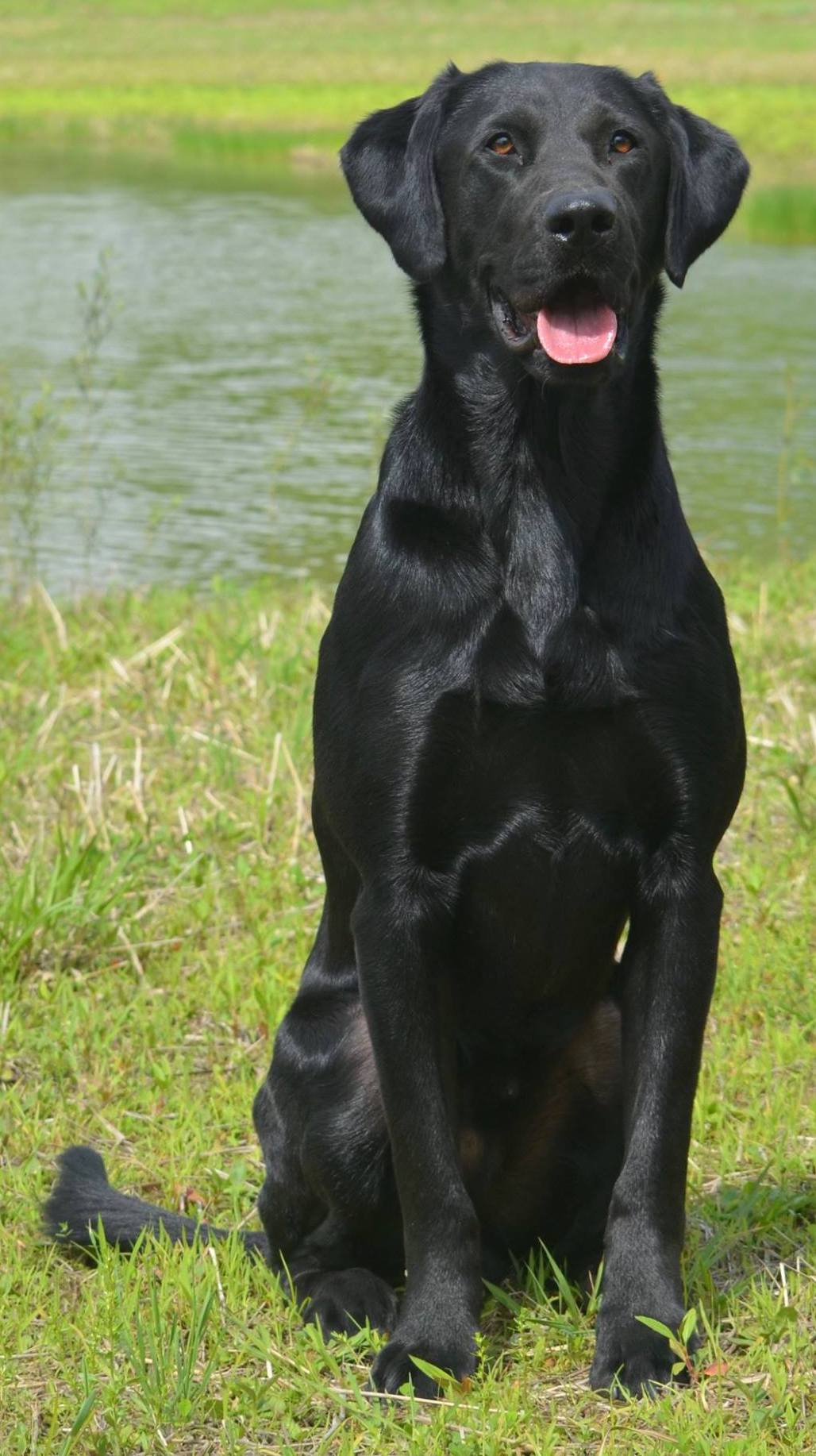 HRCH UH FR's Slick Willy Wally MH | Black Labrador Retriver