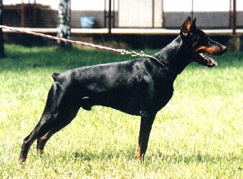 Aaron v.d. Hageleite | Black Doberman Pinscher