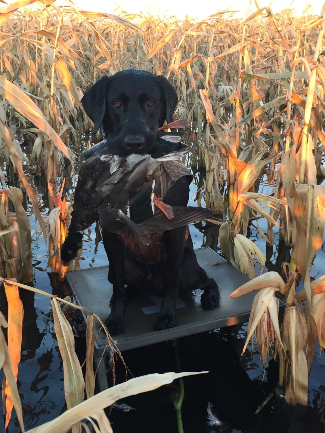 HR Locked 'N' Loaded's Slam Dunk MH | Black Labrador Retriver