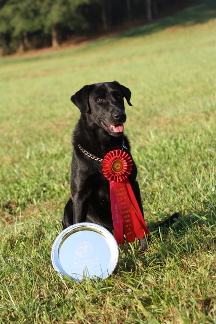 HRCH Duke Shows Me Triple Aces High MH QAA | Black Labrador Retriver