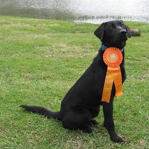 HRCH Hank The Duke Of Turrell MH | Black Labrador Retriver