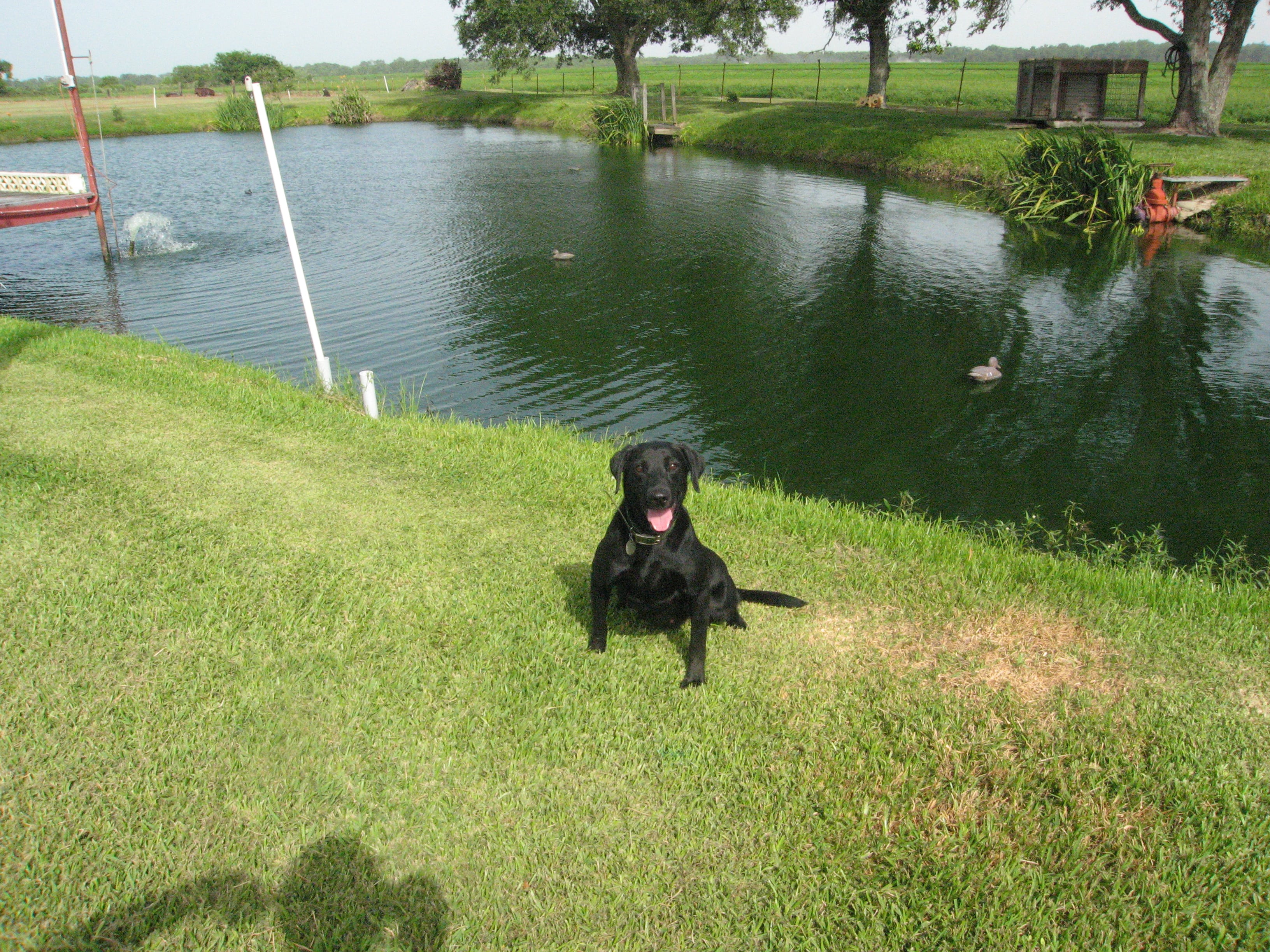 SHR Bailey's Lady Remington Water Buddy | Black Labrador Retriver