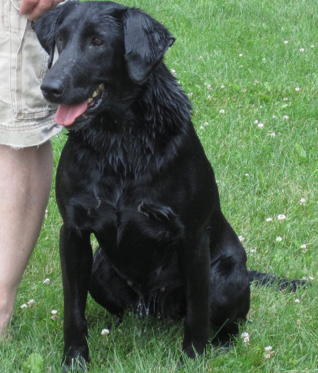 Contender's Marina Del Rey MH | Black Labrador Retriver