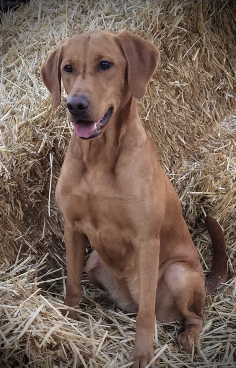 Working's Gone With The Wind | Yellow Labrador Retriver