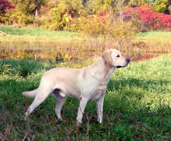 Int. Show Champion Cashmans Good Time Charlie Of Kerrybrook SH | Yellow Labrador Retriver