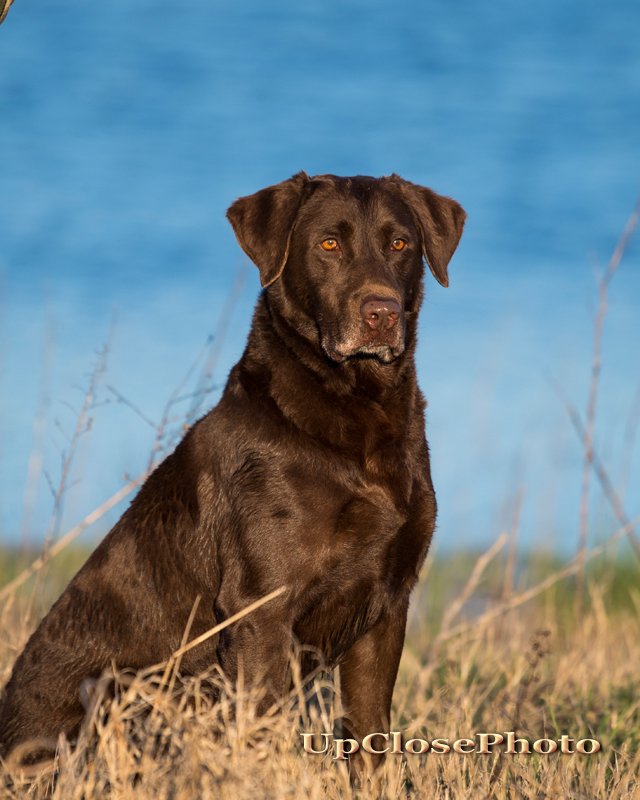 HRCH UH Flatwood's Preacher Man MH MNH3 HOF | Chocolate Labrador Retriver