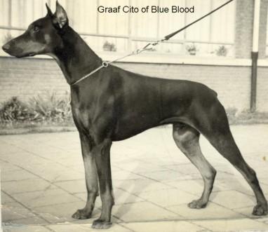 Graaf Cito v. Blue Blood | Black Doberman Pinscher