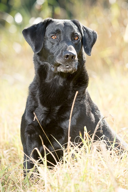 HRCH Starkeepers Orion Of 2nd Chance MH(26) | Black Labrador Retriver