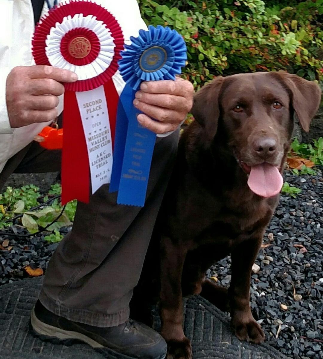 FC HRCH Black Ice's Carbon Copy Of Ammo Mud Bud "Buddy" MH QA2 | Chocolate Labrador Retriver