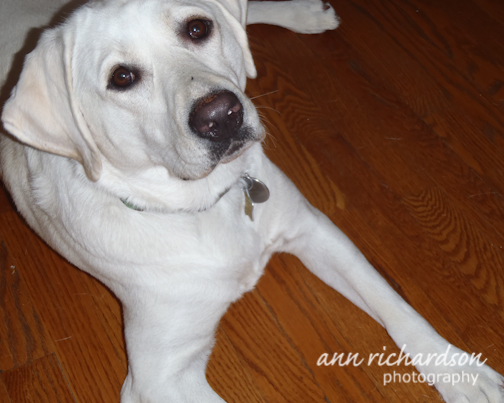 Dry Runs Lexus | Yellow Labrador Retriver