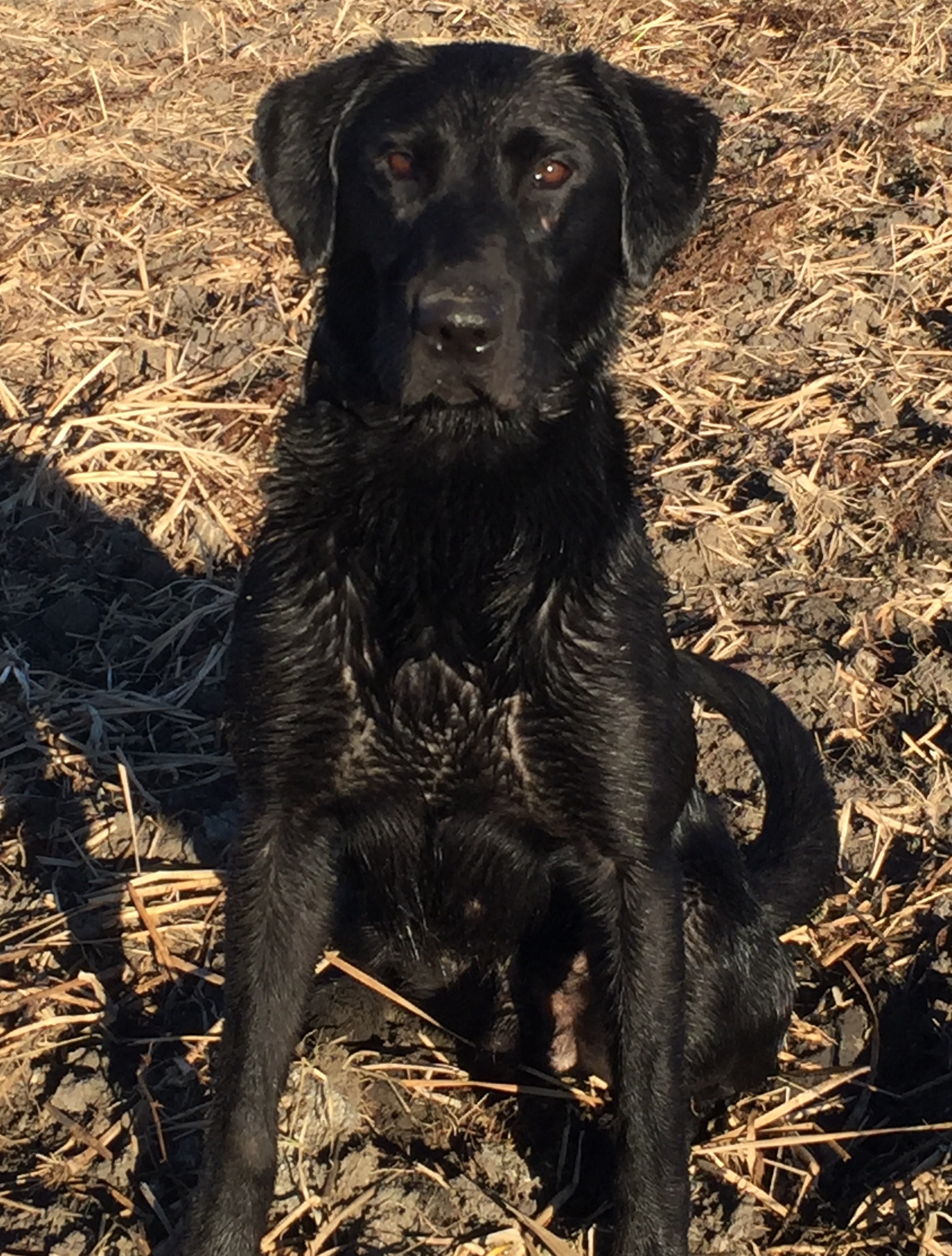 Crestwoods Murphy | Black Labrador Retriver