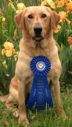 FC AFC Mudslinger's Amazing Vision | Yellow Labrador Retriver