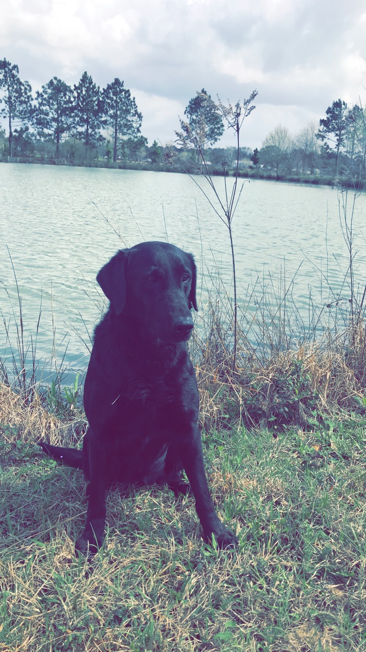 HRCH Bella Dreams Of Sailing | Black Labrador Retriver