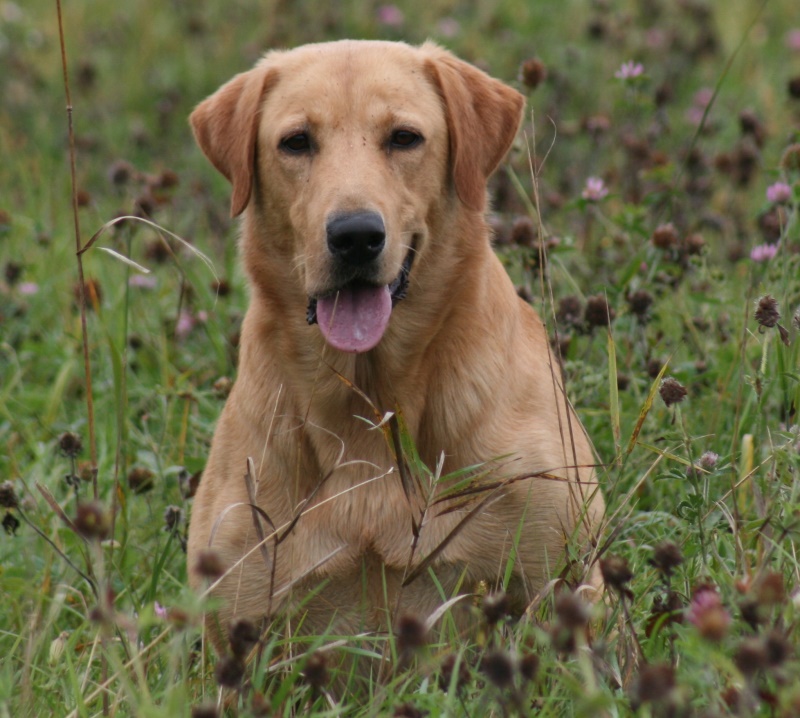 Rainmakers Southern Gamble MH/QA2 | Yellow Labrador Retriver