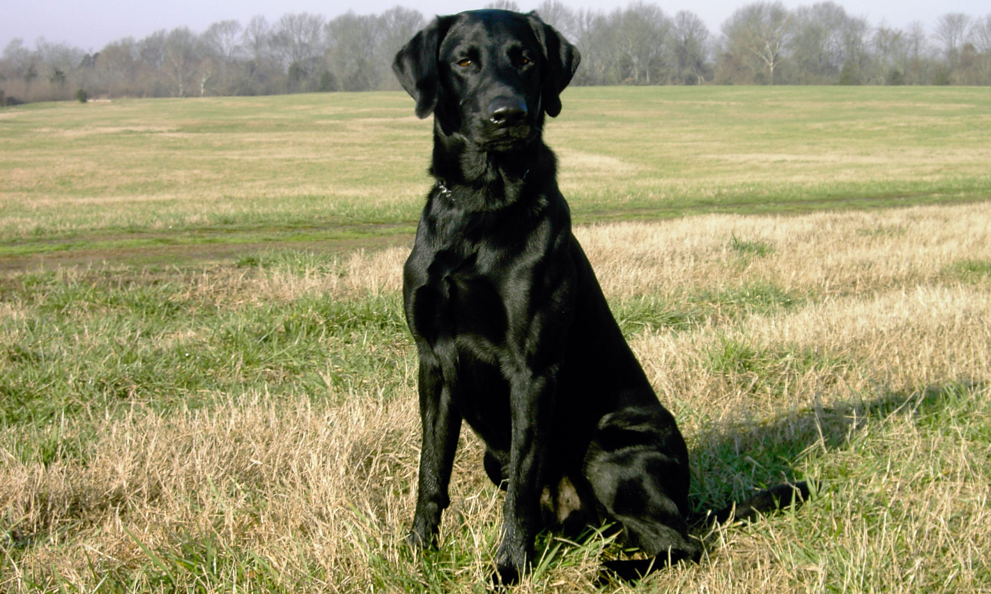 Ragin' Rusti Steel QAA | Black Labrador Retriver