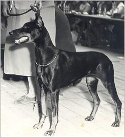 Gravin Roeanka v. Neerlands stam (NHSB 190572) | Black Doberman Pinscher