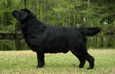 BISS CH Blackwing Superfine | Black Labrador Retriver