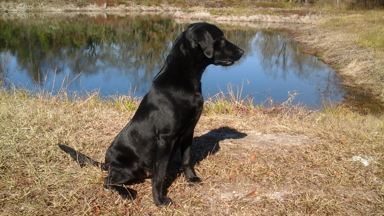 Baypoint's A Cut Above QAA | Black Labrador Retriver