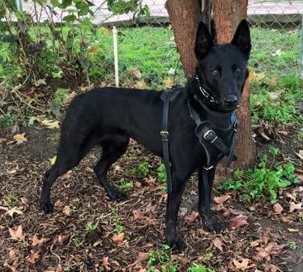 Justice Van Wandersleben | Belgian Malinois 