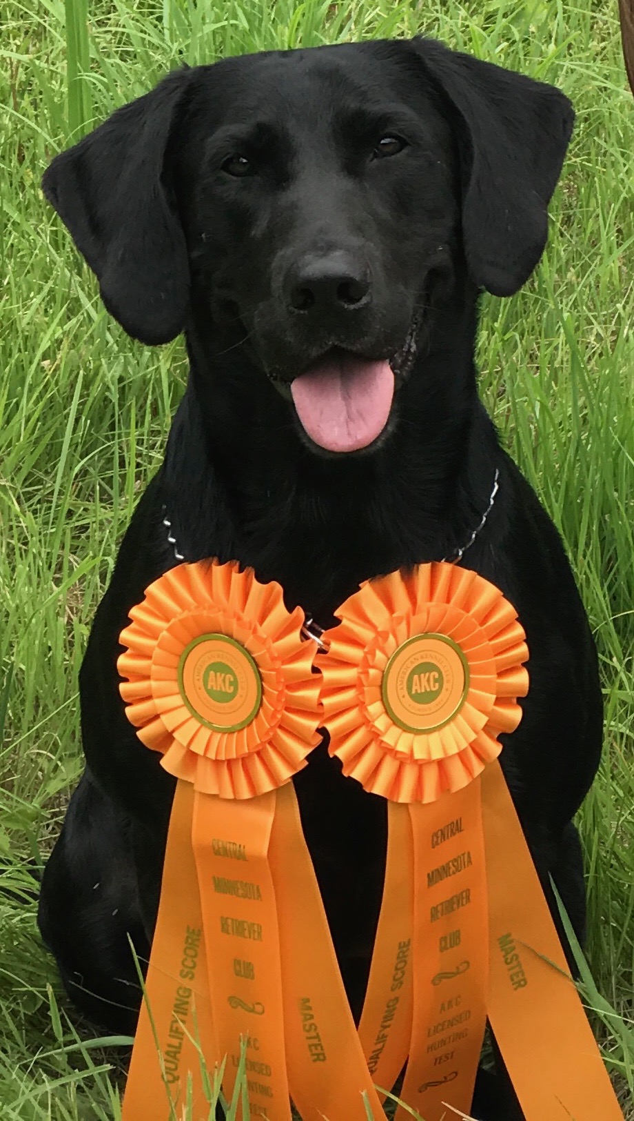 Stone Hollow's Life On The Back Roads MH QA2 | Black Labrador Retriver