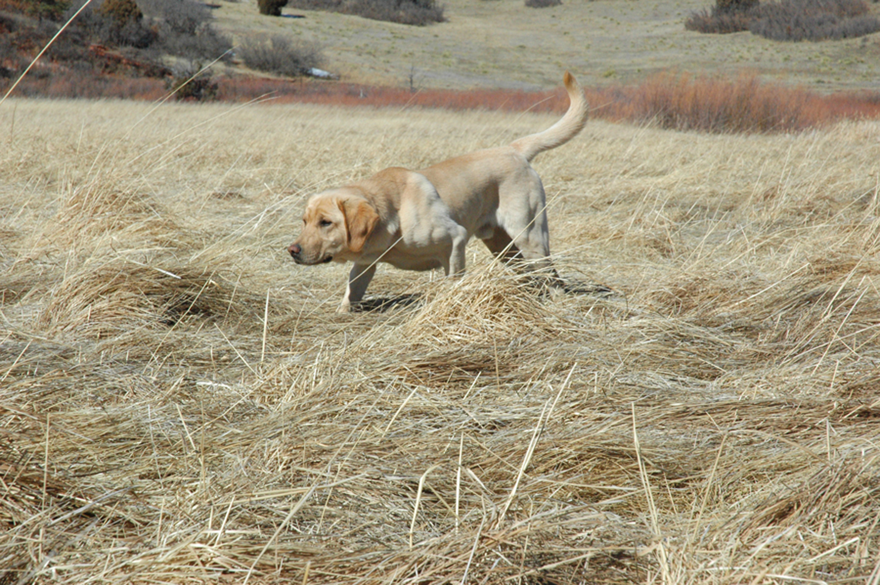 4X-GMPR HR Bearpoint's Commander-in-chief  MH | Yellow Labrador Retriver